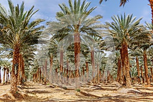 Plantation of Phoenix dactylifera, commonly known asÂ dateÂ orÂ date palm trees in Arava and Negev desert, Israel, cultivation